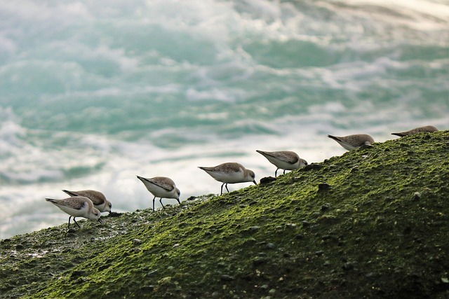 Sea bird